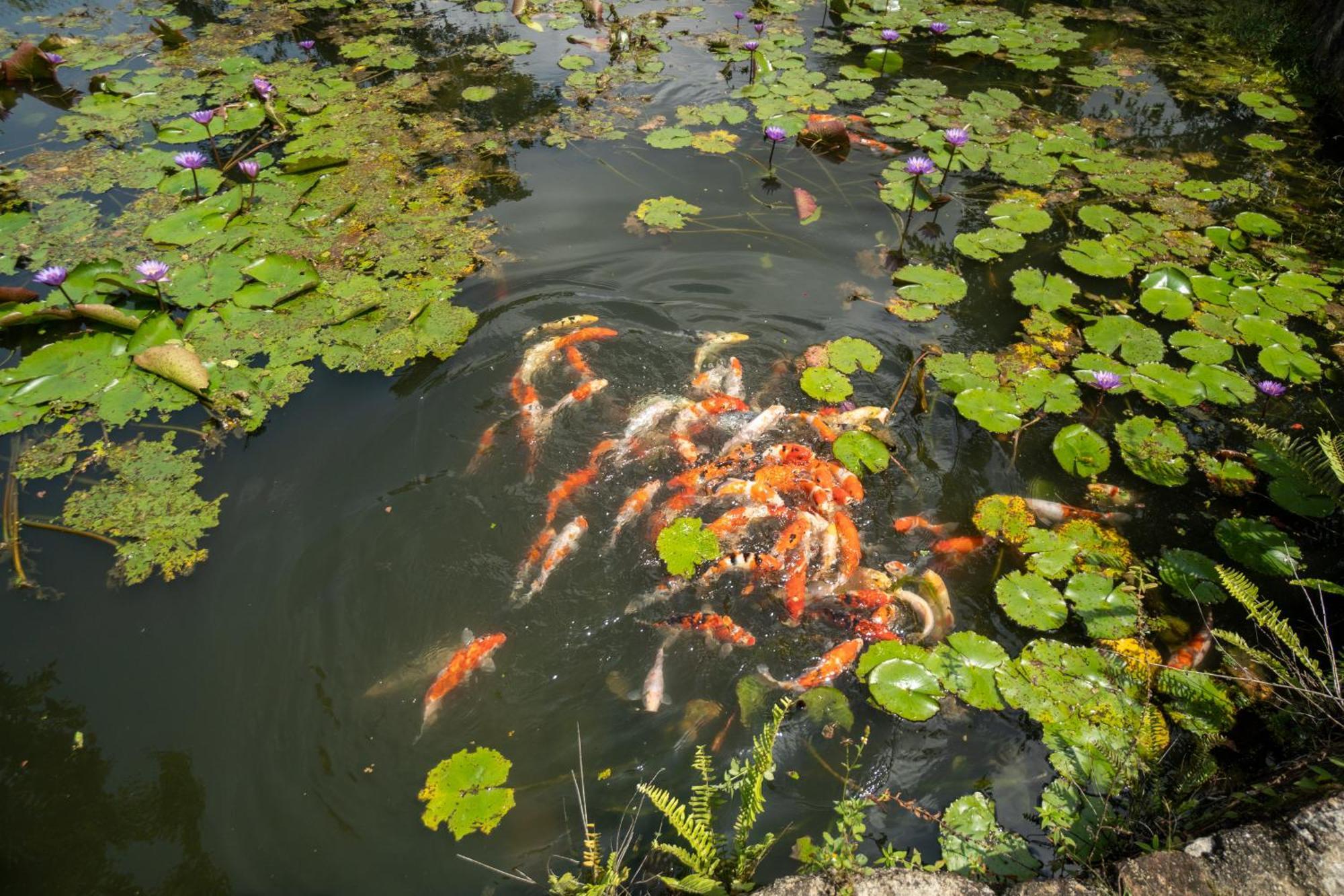 Shanthi Uyana Kandy Bagian luar foto
